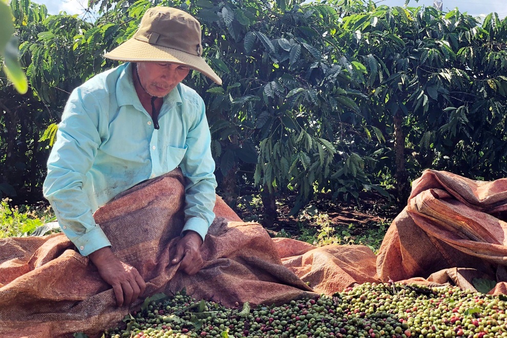 Dân vừa mừng cà phê tăng giá đã lo… mất mùa, đội chi phí - 1 Dân vừa mừng cà phê tăng giá đã lo… mất mùa, đội chi phí - 1