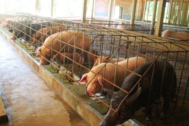 Bình Định huy động 150 tỷ đồng giúp nông dân tái đàn heo phục vụ Tết