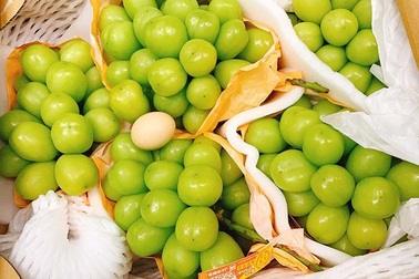Loại nho to hơn trứng gà: Giá 7 triệu đồng/chùm, có tiền khó mua
