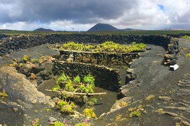 Cách trồng nho lạ trên đảo núi lửa, nông dân tạo ra rượu vang thượng hạng