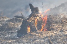 2 vụ cháy rừng liên tiếp tại Thừa Thiên Huế trong ngày nóng hơn 40 độ C