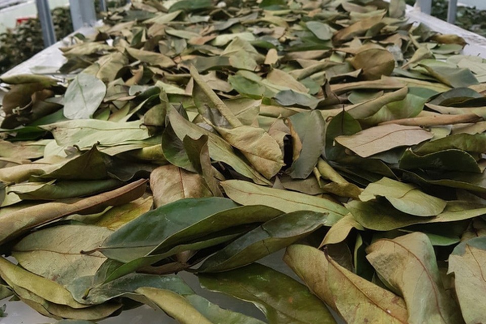 Đặc sản lạ Sóc Trăng: Loại trà không làm từ cây chè, giá 1 triệu đồng/kg - 5 Đặc sản lạ Sóc Trăng: Loại trà không làm từ cây chè, giá 1 triệu đồng/kg - 5