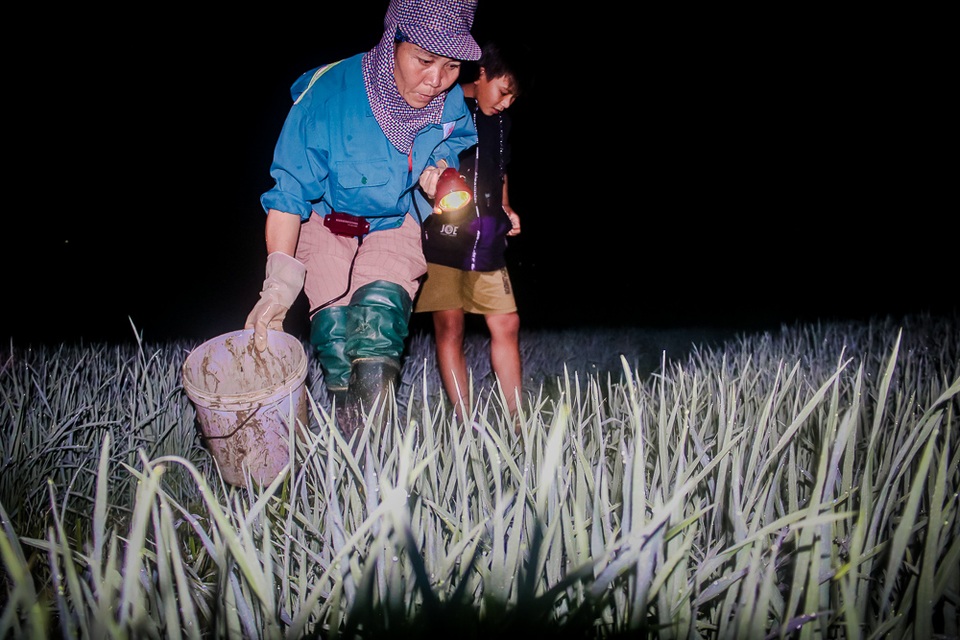 Theo chân người dân đi săn cua đồng đêm - 1 Theo chân người dân đi săn cua đồng đêm - 1