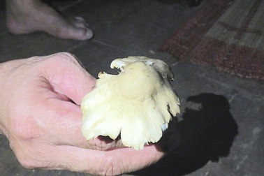 Vụ nhà 6 người nhập viện do ăn nấm độc: Nhầm nấm lửa với nấm thường