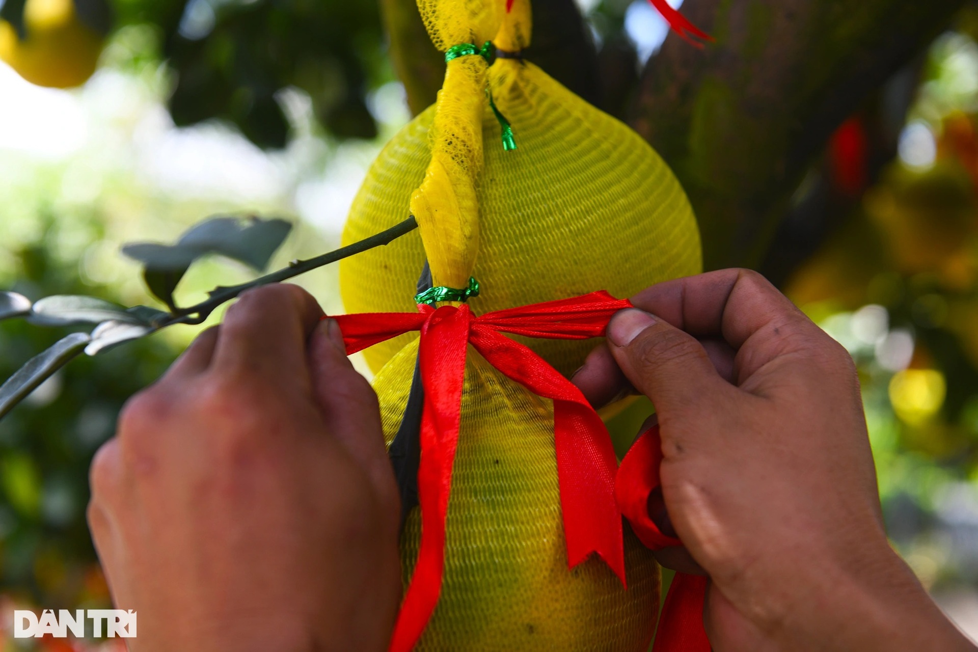 Hàng trăm cây bưởi Diễn vượt gần 2.000 km về TPHCM bày bán dịp Tết - 7 Hàng trăm cây bưởi Diễn vượt gần 2.000 km về TPHCM bày bán dịp Tết - 7