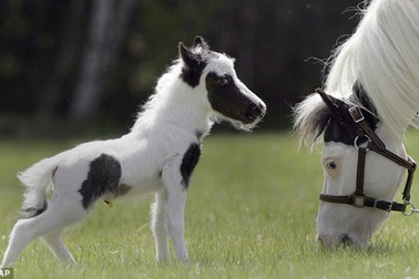 Con ngựa nặng chưa đầy 3kg