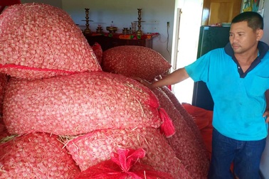 Hàng trăm tấn tỏi chất đống vì “giá bèo”, không có thương lái mua