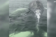 Kinh hoàng khoảnh khắc cá mập trắng cắn xé cá voi dài hơn 5 m
