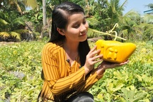 Cầm nửa tỷ đồng không mua được 150 cặp dưa hấu thỏi vàng 