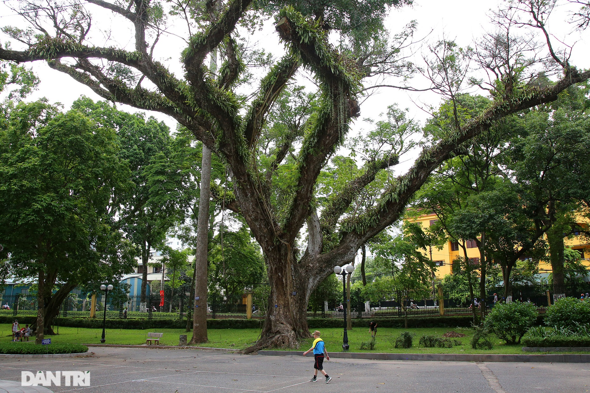 Lá phổi xanh khổng lồ, mát rượi giữa lòng Thủ đô - 5