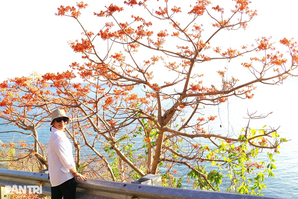 Rực rỡ mùa hoa ngô đồng ở đảo Cù Lao Chàm - 4 Rực rỡ mùa hoa ngô đồng ở đảo Cù Lao Chàm - 4
