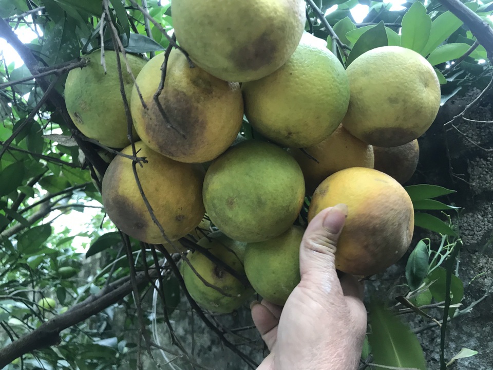 Nuốt nước mắt nhìn cam đặc sản nức tiếng rụng dần - 5 Nuốt nước mắt nhìn cam đặc sản nức tiếng rụng dần - 5