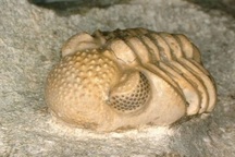 Bí ẩn về sinh vật cổ đại được giải mã sau 50 năm