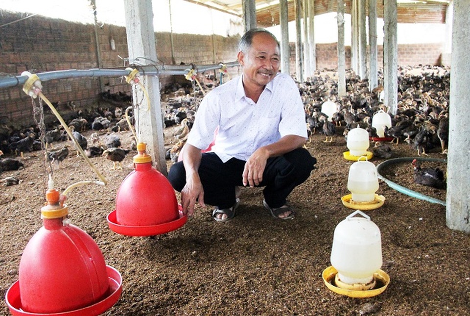 Người chăn nuôi khóc ròng vì tiền thức ăn tăng cao, giá bán gà chạm đáy - 1 Người chăn nuôi khóc ròng vì tiền thức ăn tăng cao, giá bán gà chạm đáy - 1