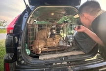 Băng nhóm "cẩu tặc" chuyên nghiệp, dùng ô tô đi trộm chó