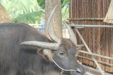 Ngắm trâu 3 sừng “độc nhất” xứ Dừa