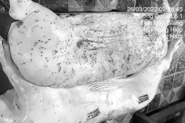 C.P Việt Nam công bố kết quả "nóng" vụ tố cáo thịt heo bẩn