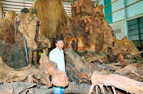 Kỳ lạ thú chơi gốc cây cổ thụ giá bạc tỷ của đại gia Việt