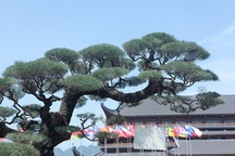 Đại gia Hà Nam chi tiền tỷ để mua phi lao "tóc mây" hơn 100 năm tuổi