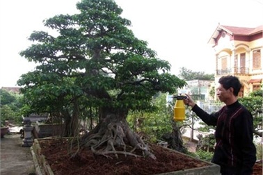 Cây cảnh 20 tỷ trưng Tết: Báu vật trăm tuổi đại gia Việt