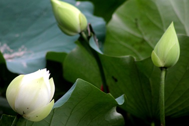 "Bây giờ mùa hạ sen nở nốt"