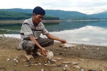 Khẩn trương kiểm tra nước hồ thủy lợi có cá chết hàng loạt