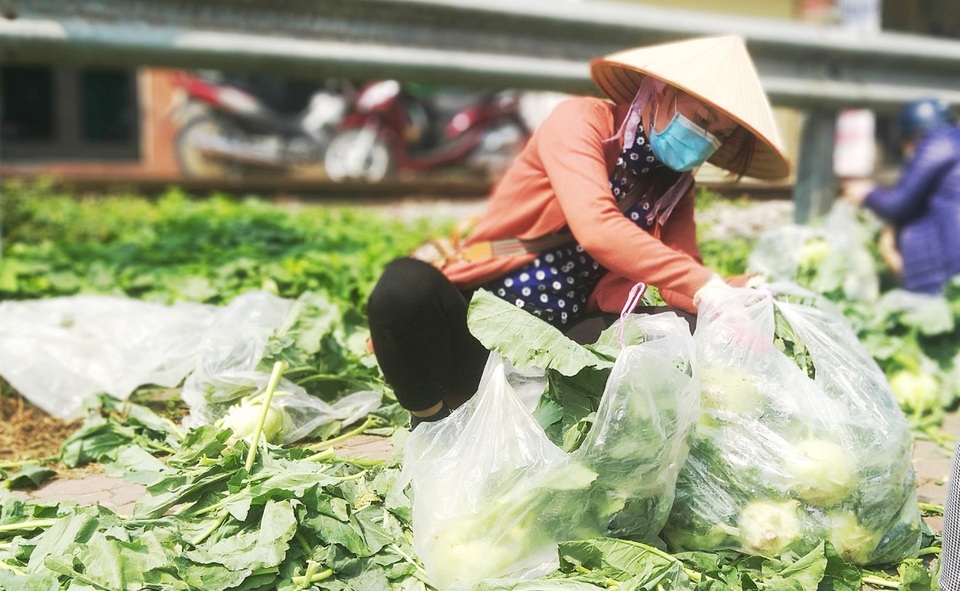 Xót cảnh nông sản Hải Dương khóc tại vườn, người dân chung tay giải cứu - 2 Xót cảnh nông sản Hải Dương khóc tại vườn, người dân chung tay giải cứu - 2