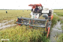 Người dân Tây Ninh “chạy đua” gặt lúa giữa mùa nước lũ