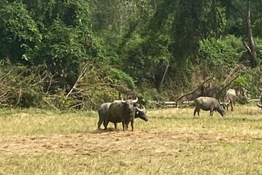 Trâu lạ tấn công hàng loạt người dân