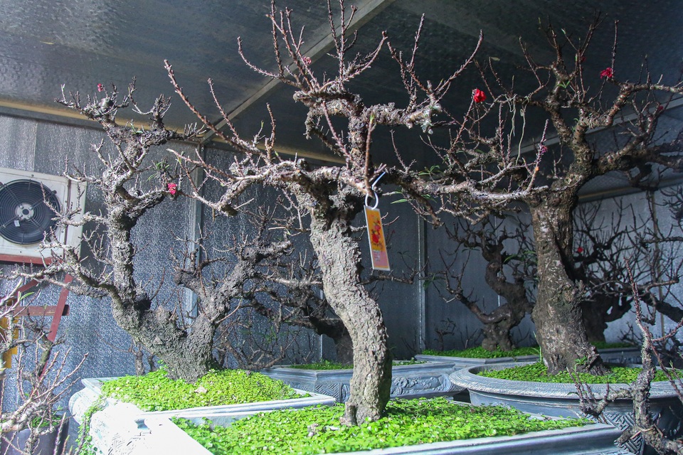 Đào tiến vua... nằm điều hòa chờ Tết - 3 Đào tiến vua... nằm điều hòa chờ Tết - 3