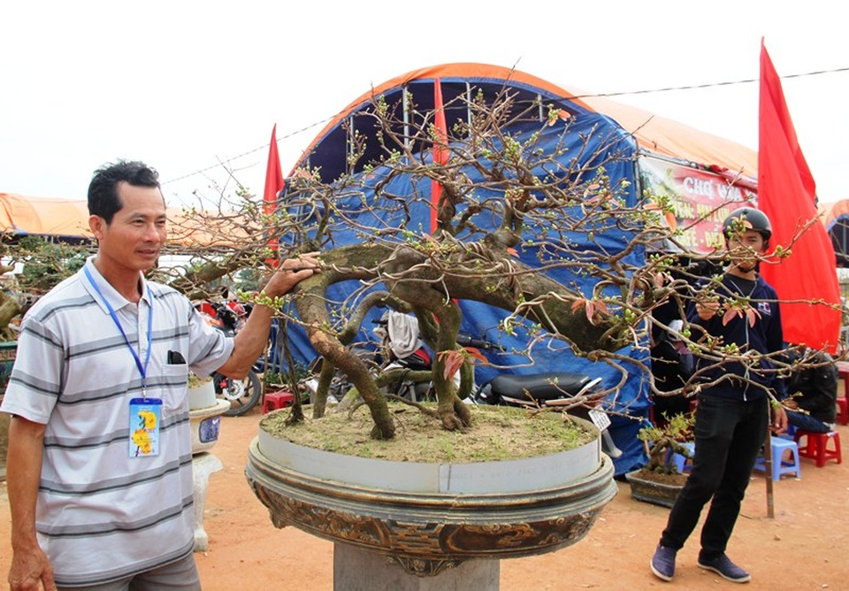 Mãn nhãn với những tuyệt phẩm “đại lão mai” ở Bình Định - 4 Mãn nhãn với những tuyệt phẩm “đại lão mai” ở Bình Định - 4