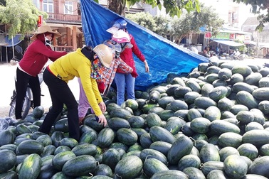 Giá dưa hấu tuột dốc vì corona, người trồng lao đao lo thu hồi vốn