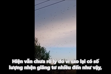 Rùng mình trước hình ảnh hàng ngàn con nhện giăng tơ tại Argentina