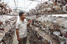 Tạm cất bằng cử nhân, chàng trai xứ Thanh kiếm tiền tỷ từ trồng nấm