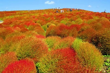 Thiên đường hoa ở công viên Hitachi, Nhật Bản