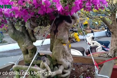 Cây hoa giấy Mẫu - Tử