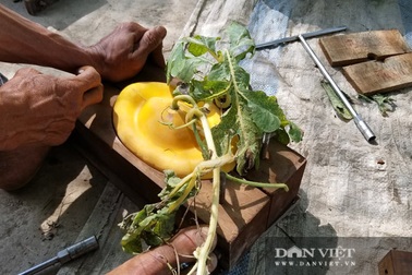 Cho dưa hấu vào thùng gỗ, cuối vụ mở ra bán tiền triệu mỗi quả