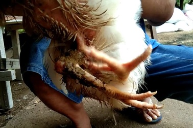 Gà 4 chân hiếm gặp được trả giá hơn 80 triệu đồng