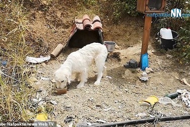 Suốt 18 tháng, chú chó trung thành chờ chủ ở nơi xảy ra tai nạn