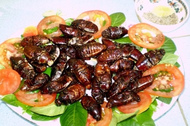 Thưởng thức "độc chiêu" bọ rầy Bảy Núi