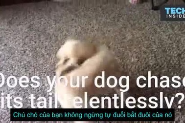 Hành động tự đuổi bắt chiếc đuôi của chú cún nhà bạn có ý nghĩa gì?