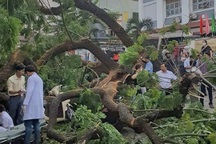 Điều tra vụ cây xanh bật gốc trước cổng trường, 5 người bị thương