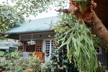 Cặp vợ chồng ở Hà Giang tự xây ngôi nhà hoa hồng đẹp như mơ giữa "phố núi"