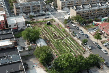 Biến sân thượng thành nông trại cung cấp nông sản cho người nghèo