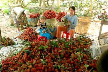 Nhộn nhịp chôm chôm theo xe khách “Bắc tiến”