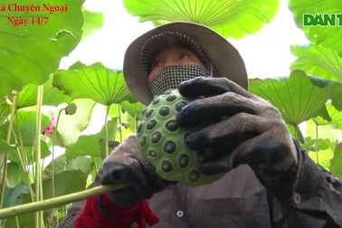 Bỏ cấy lúa sang trồng sen, người dân thu lãi cả trăm triệu