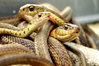 2.000 con rắn suýt lên bàn ăn năm con Rắn