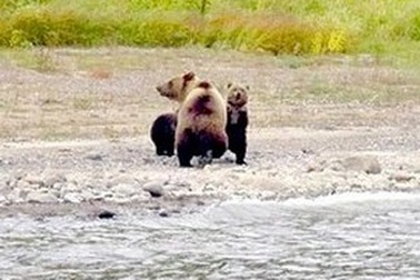 Cảm động khoảnh khắc gấu con chia tay mẹ để bắt đầu cuộc sống tự lập