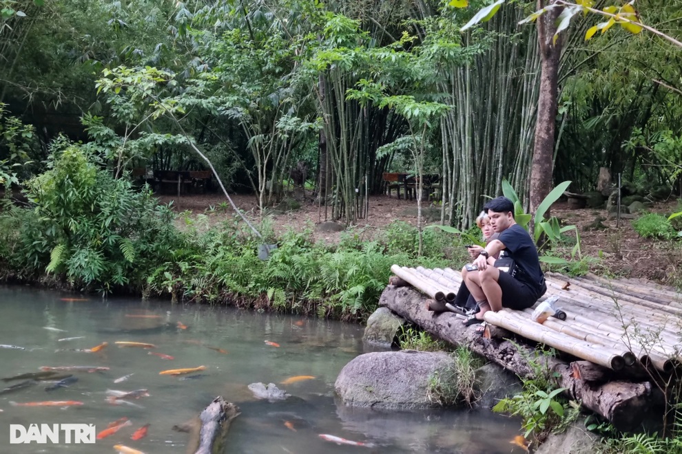 Khu bảo tồn gần 100 loài tre, trúc trên bán đảo Sơn Trà - 9 Khu bảo tồn gần 100 loài tre, trúc trên bán đảo Sơn Trà - 9