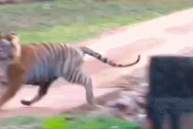 Video thế giới động vật: Chúa sơn lâm bỏ chạy khi gặp đối thủ xứng tầm